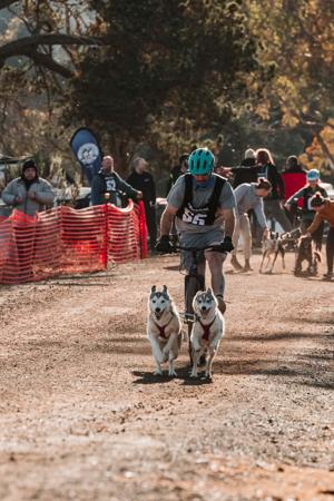 Siberian Husky for sale by POLARIA