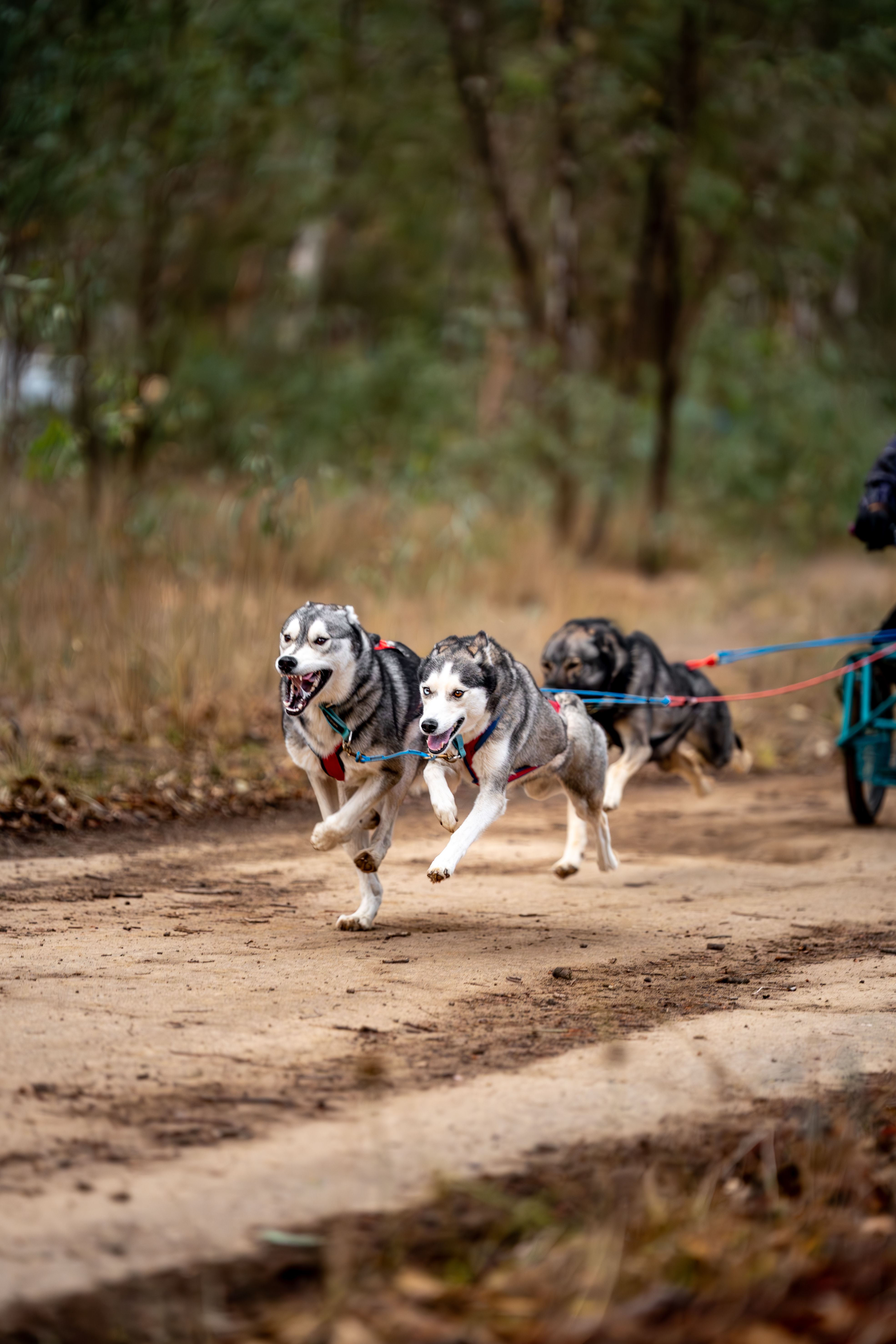 Siberian Husky for sale by POLARIA