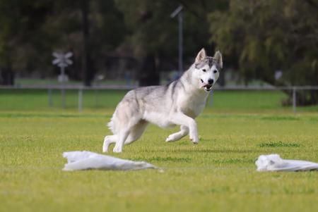 Siberian Husky for sale by POLARIA