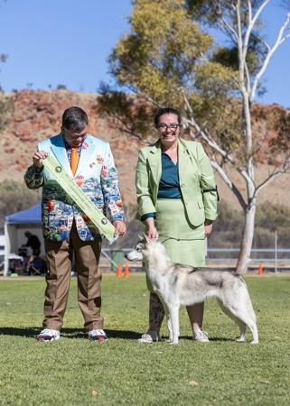 Siberian Husky for sale by POLARIA