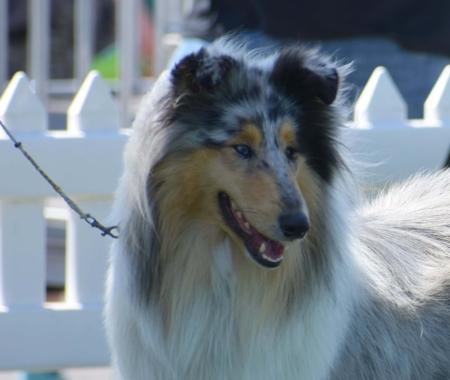 Collie (Rough) for sale by TREFOILIAN