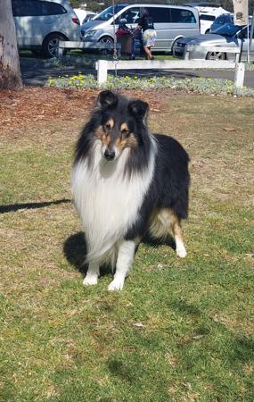 Collie (Rough) for sale by TREFOILIAN