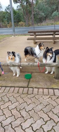 Collie (Rough) for sale by TREFOILIAN