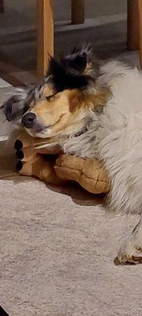 Collie (Rough) for sale by TREFOILIAN