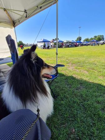 Collie (Rough) for sale by TREFOILIAN