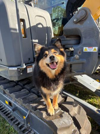 Finnish Lapphund for sale by AUSVARG