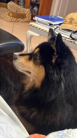 Finnish Lapphund for sale by AUSVARG