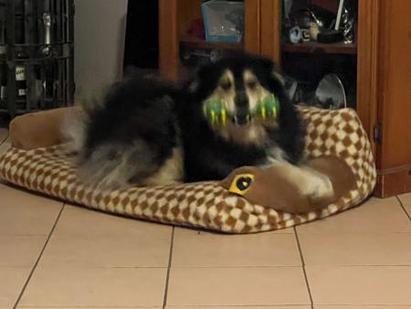 Finnish Lapphund for sale by AUSVARG