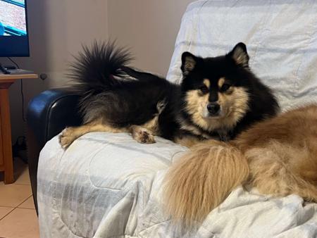 Finnish Lapphund for sale by AUSVARG