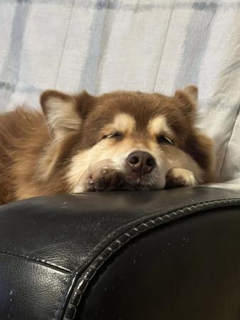 Finnish Lapphund for sale by AUSVARG