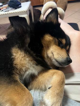 Finnish Lapphund for sale by AUSVARG