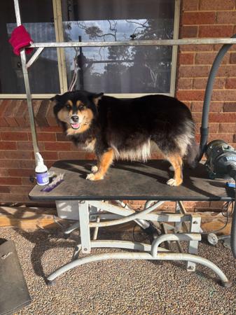 Finnish Lapphund for sale by AUSVARG