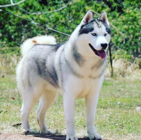 Siberian Husky for sale by KOKOLIGHTS