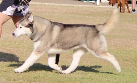 Siberian Husky for sale by TOTEMSPIRIT