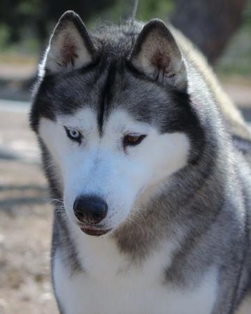 Siberian Husky for sale by TOTEMSPIRIT