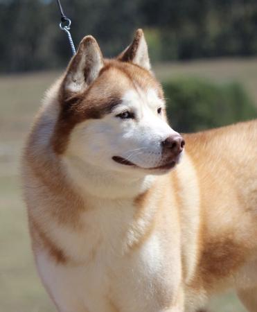 Siberian Husky for sale by TOTEMSPIRIT