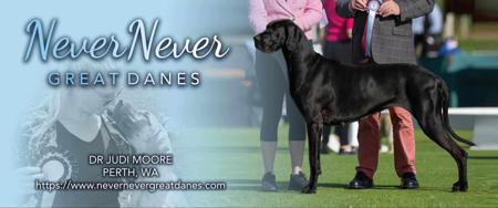 Great Dane for sale by NEVERNEVERDANES