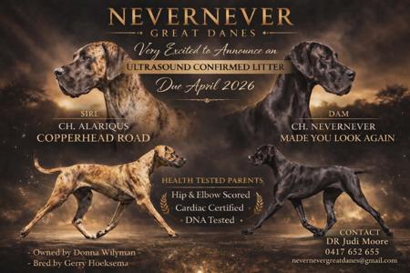 Great Dane puppy for sale by NEVERNEVERDANES