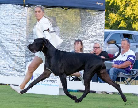 Great Dane for sale by NEVERNEVER