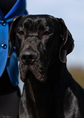 Great Dane for sale by NEVERNEVER