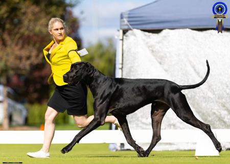 Great Dane for sale by NEVERNEVER