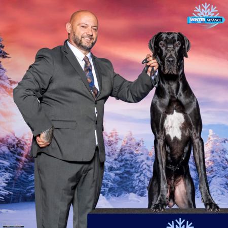 Great Dane for sale by NEVERNEVER
