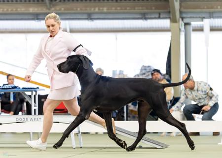 Great Dane for sale by NEVERNEVER