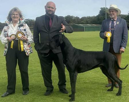 Great Dane for sale by NEVERNEVER