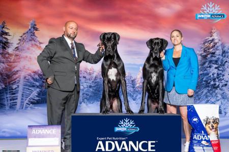 Great Dane for sale by NEVERNEVER