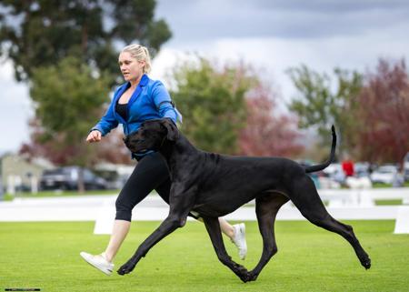 Great Dane for sale by NEVERNEVER