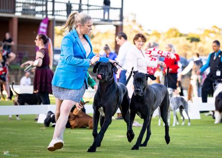 Great Dane for sale by NEVERNEVER