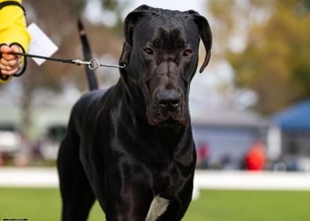 Great Dane for sale by NEVERNEVER