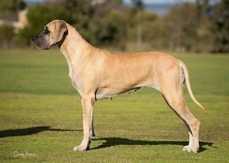 Great Dane for sale by NEVERNEVER