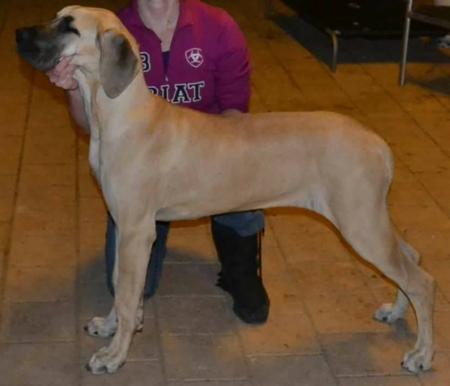 Great Dane for sale by NEVERNEVER