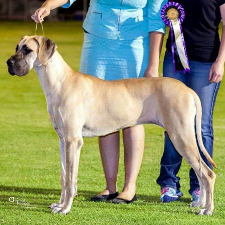 Great Dane for sale by NEVERNEVER