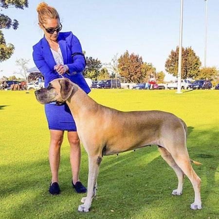 Great Dane for sale by NEVERNEVER