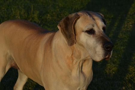 Great Dane for sale by NEVERNEVER