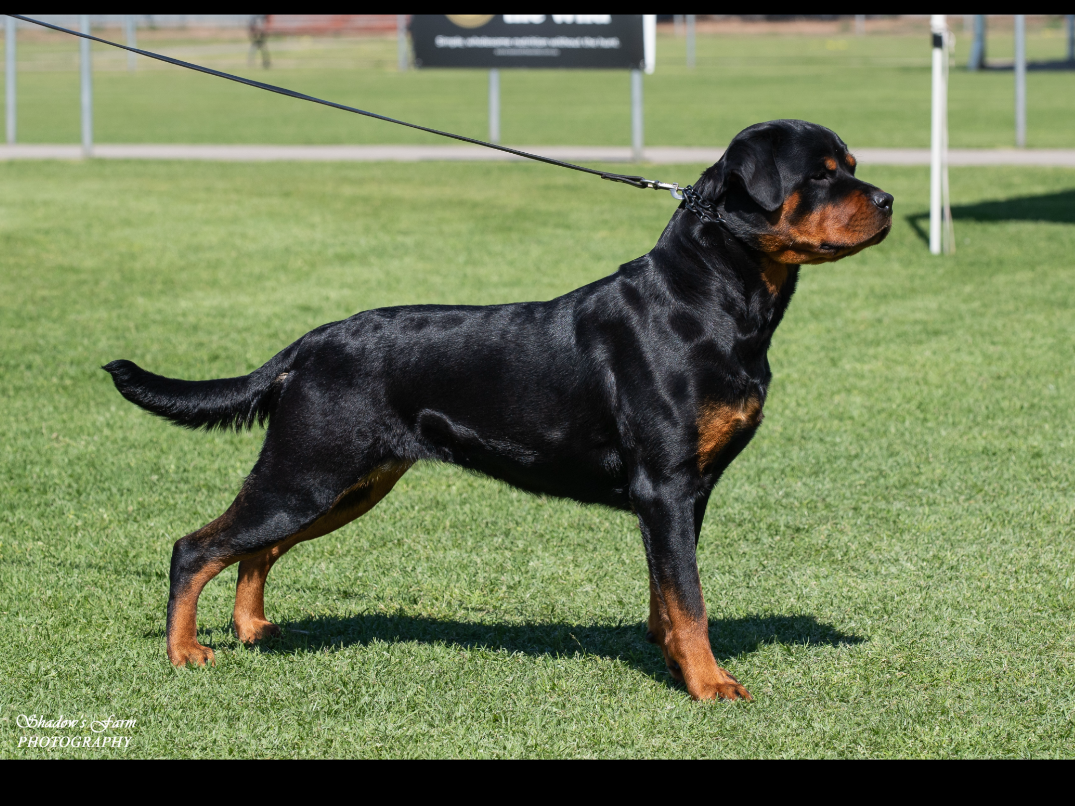 Ch Alchemy Dallas Derby Devils Rottweiler - Owned by Alchemy Rottweilers