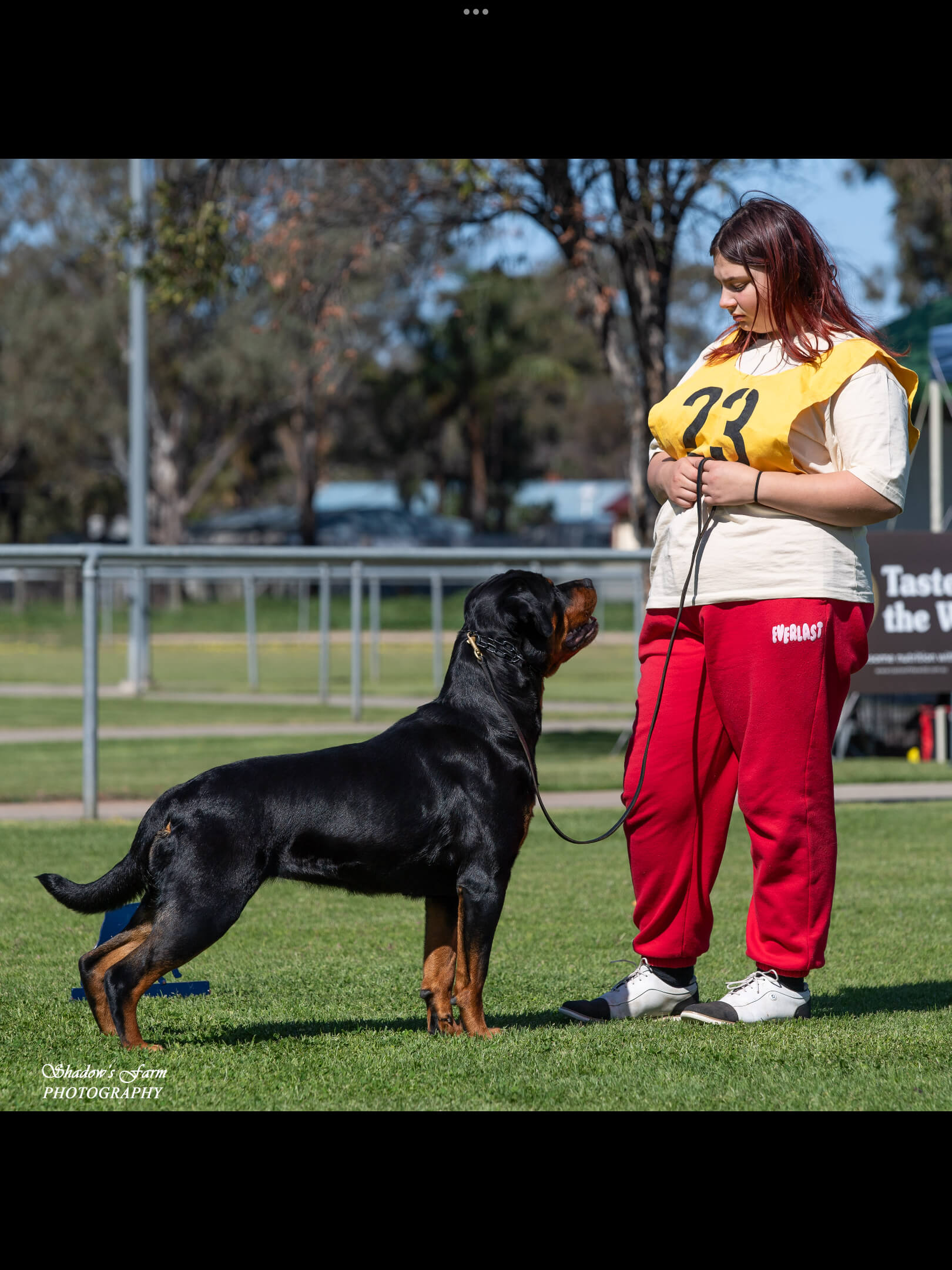 Ch Alchemy Dallas Derby Devils Rottweiler - Owned by Alchemy Rottweilers