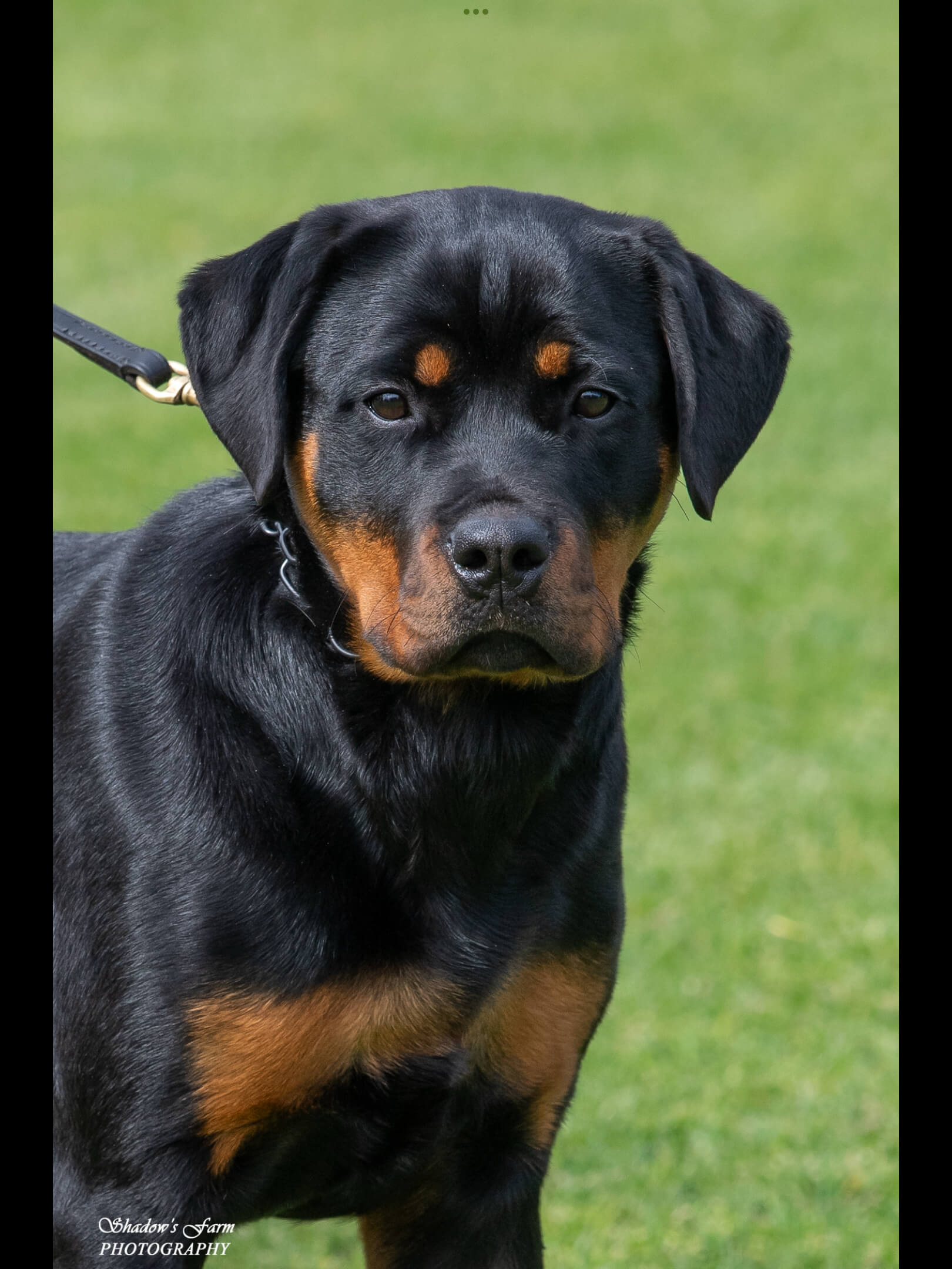 Alchemy Nancys Honey Bunny Rottweiler - Owned by Alchemy Kennels