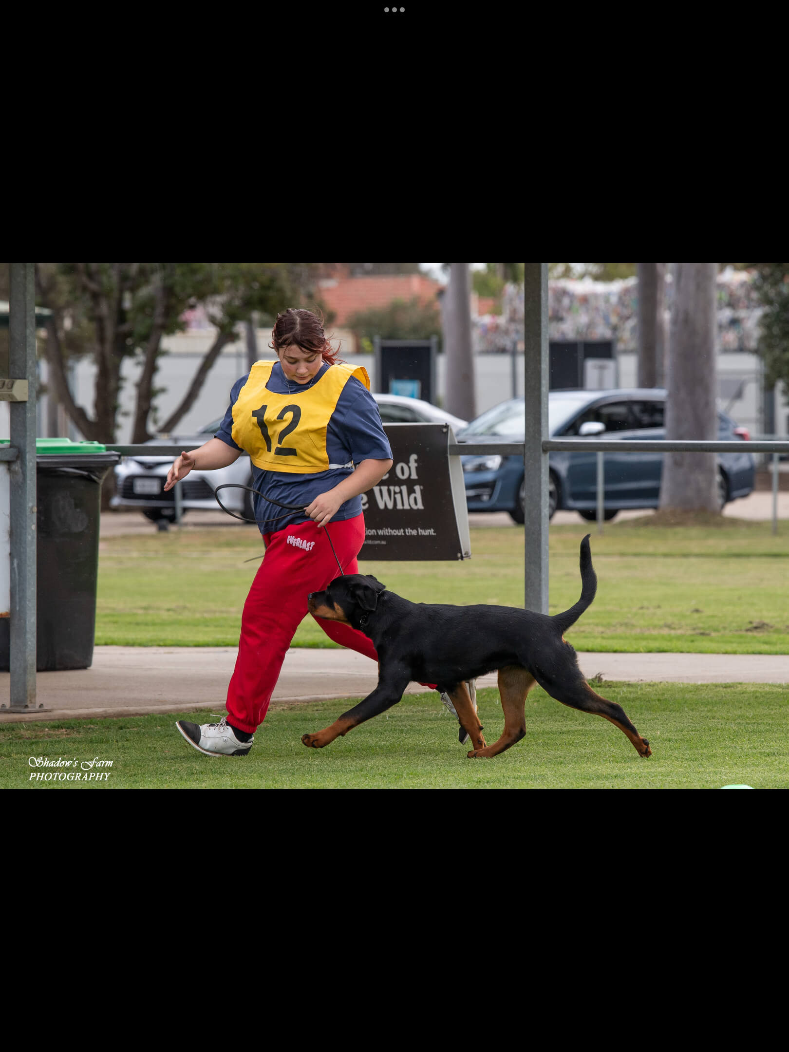 Alchemy Nancys Honey Bunny Rottweiler - Owned by Alchemy Kennels
