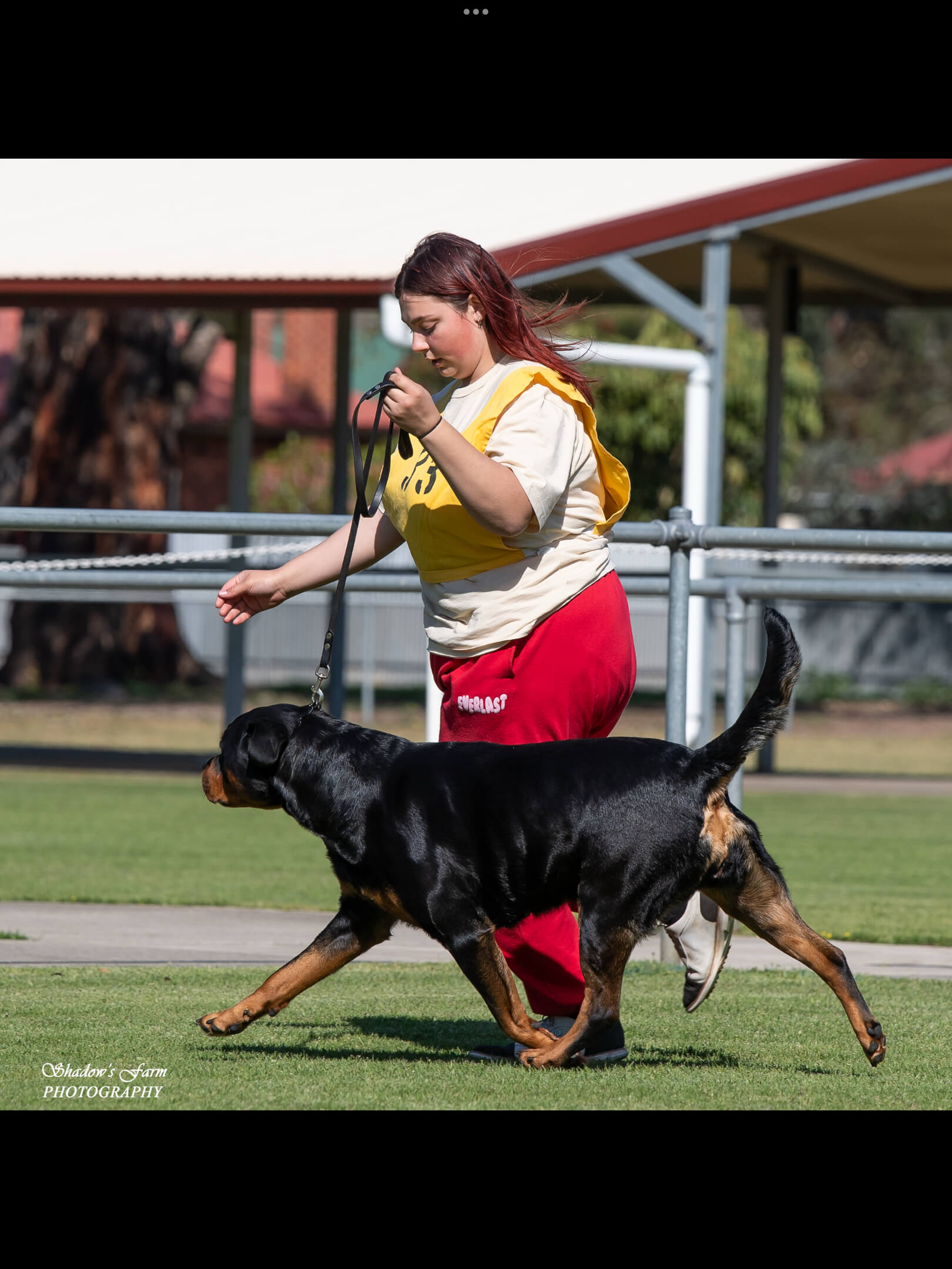 Ch Alchemy My Baby Shot Me Down (AI) Rottweiler - Owned by Alchemy ...