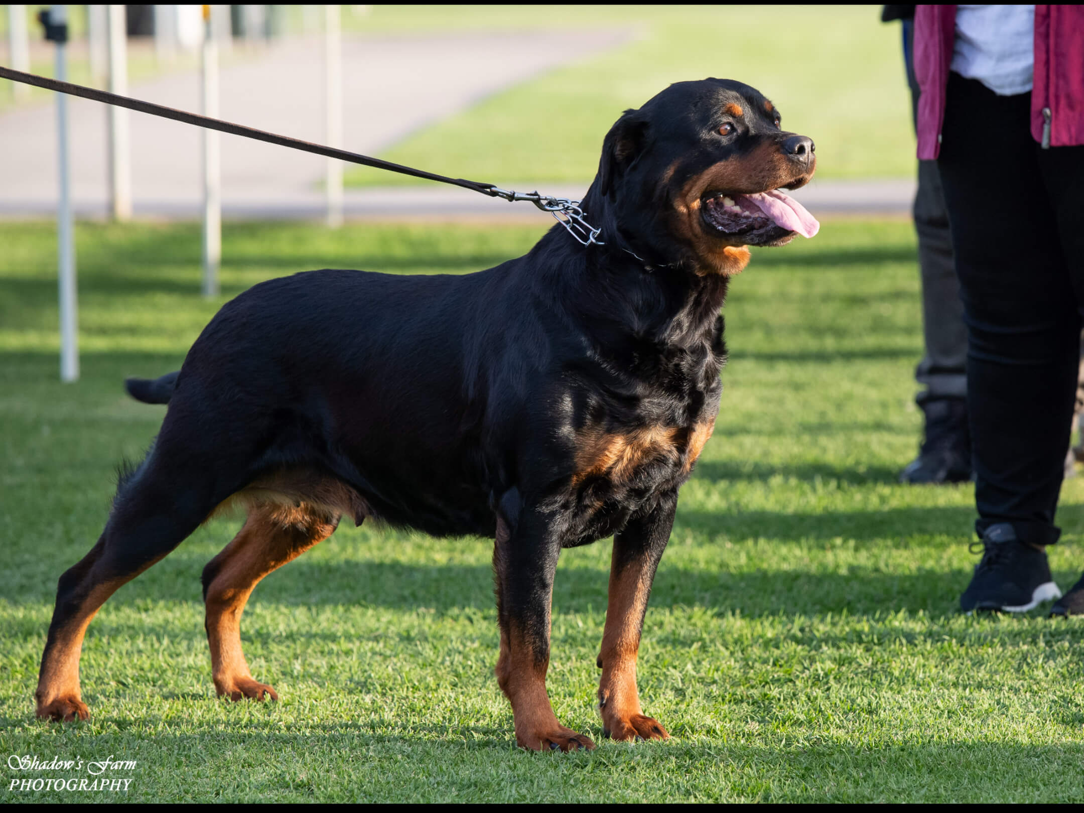 Ch Alchemy Belle Brockhoff (AI) Rottweiler - Owned by Catherine ...