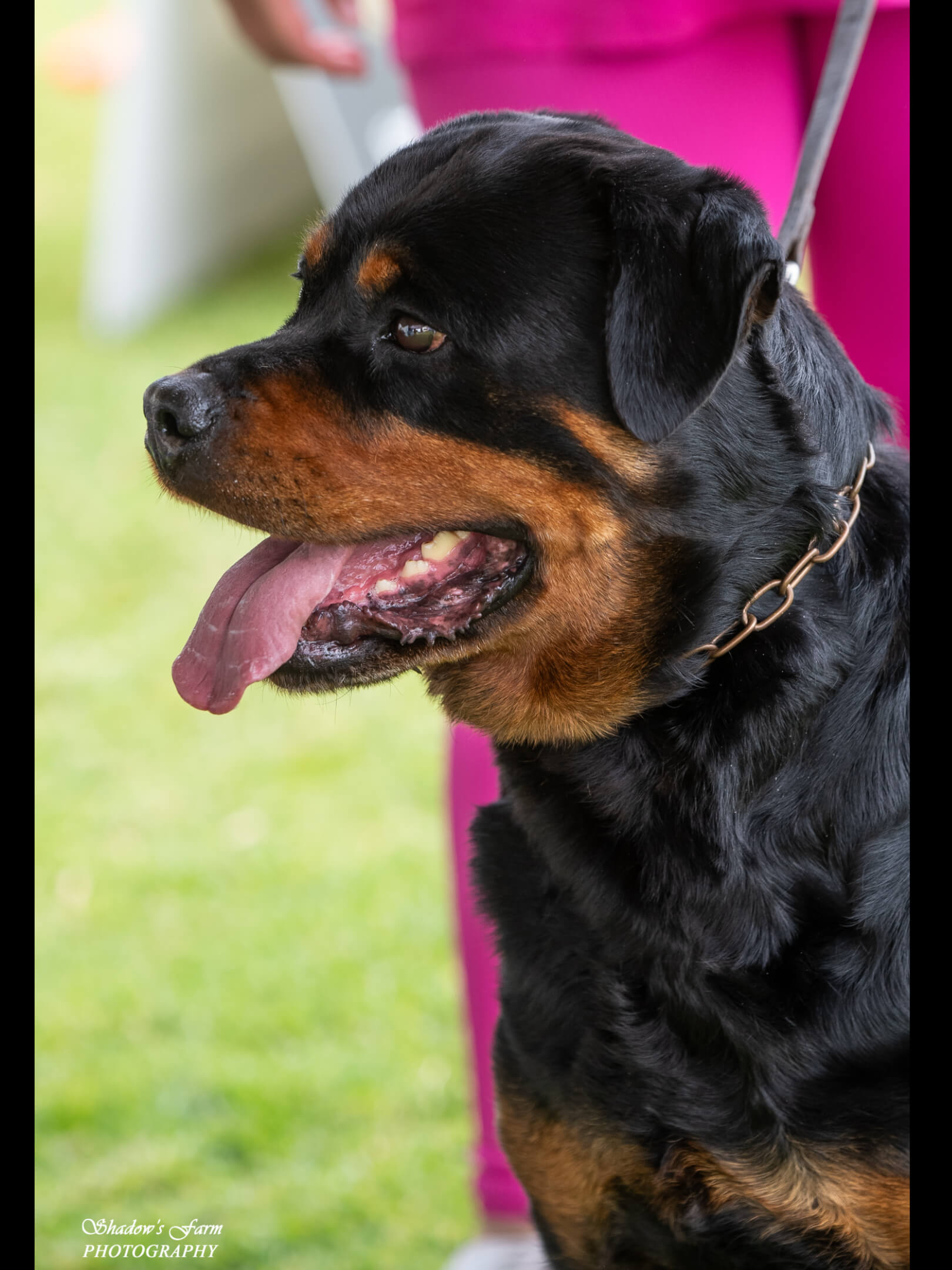Ch Alchemy Belle Brockhoff (AI) Rottweiler - Owned by Catherine ...