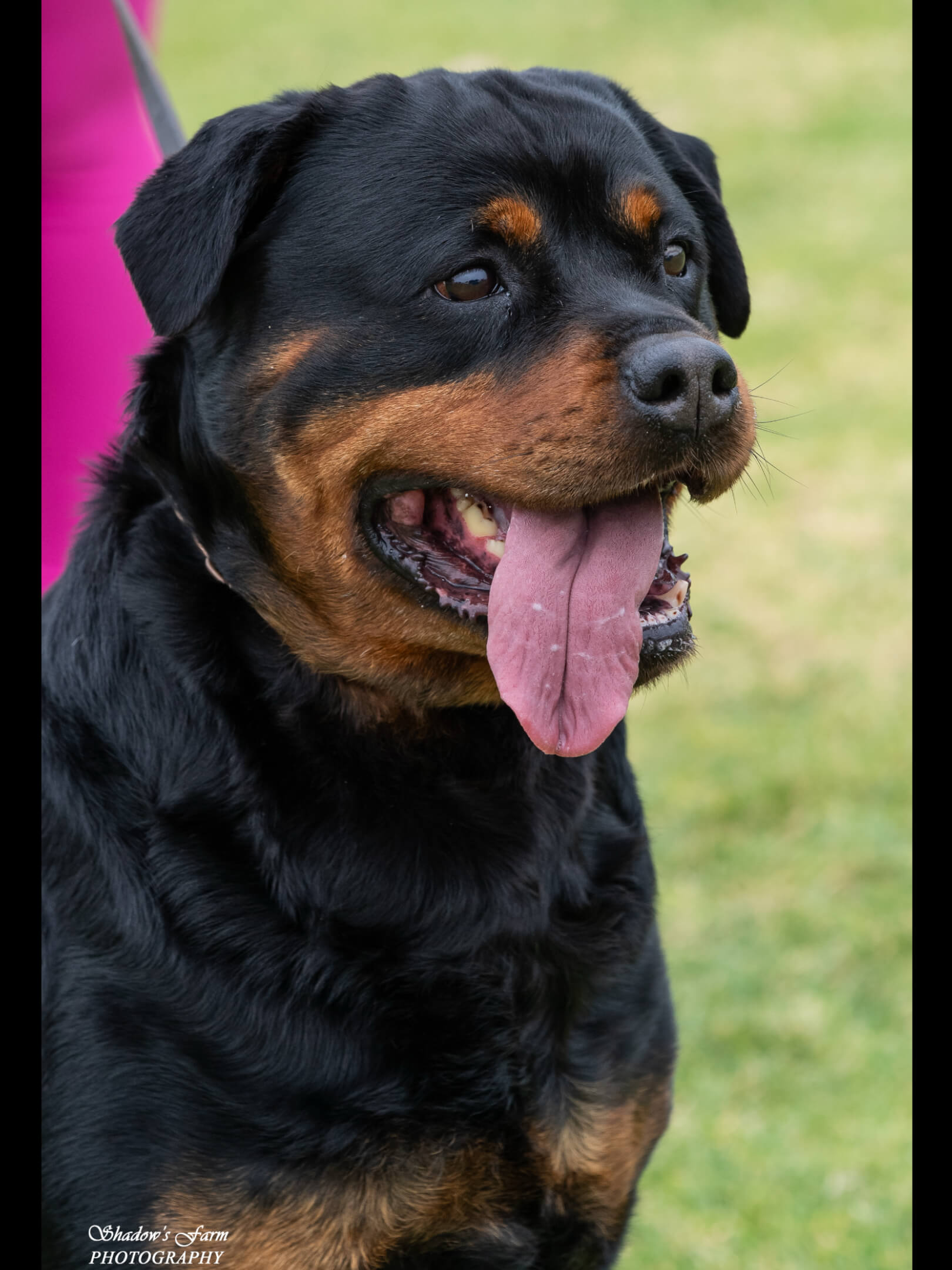 Ch Alchemy Belle Brockhoff (AI) Rottweiler - Owned by Catherine ...