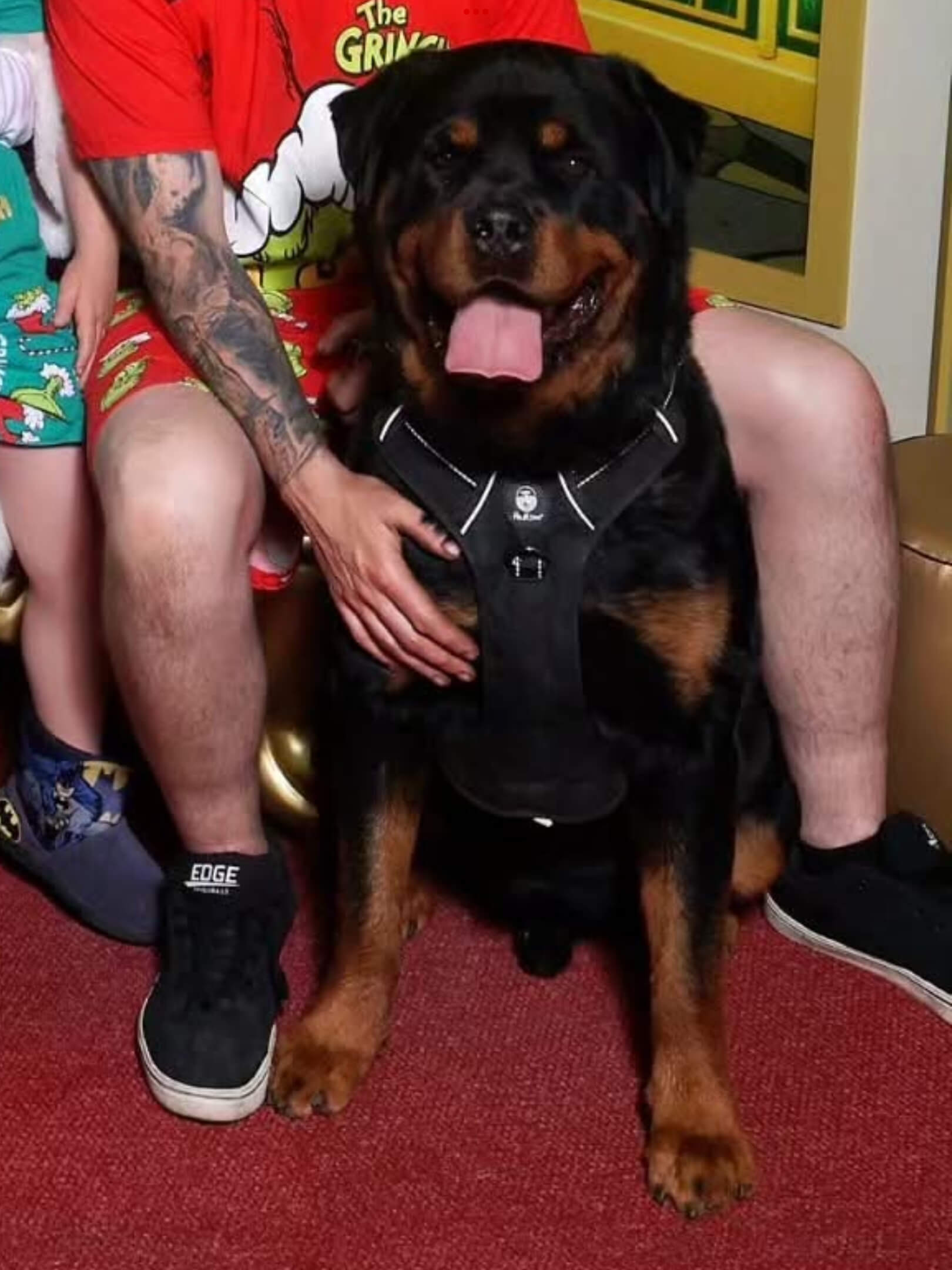 Ch Alchemy Bullet Formy Valentine Rottweiler - Owned by Alchemy Rottweilers