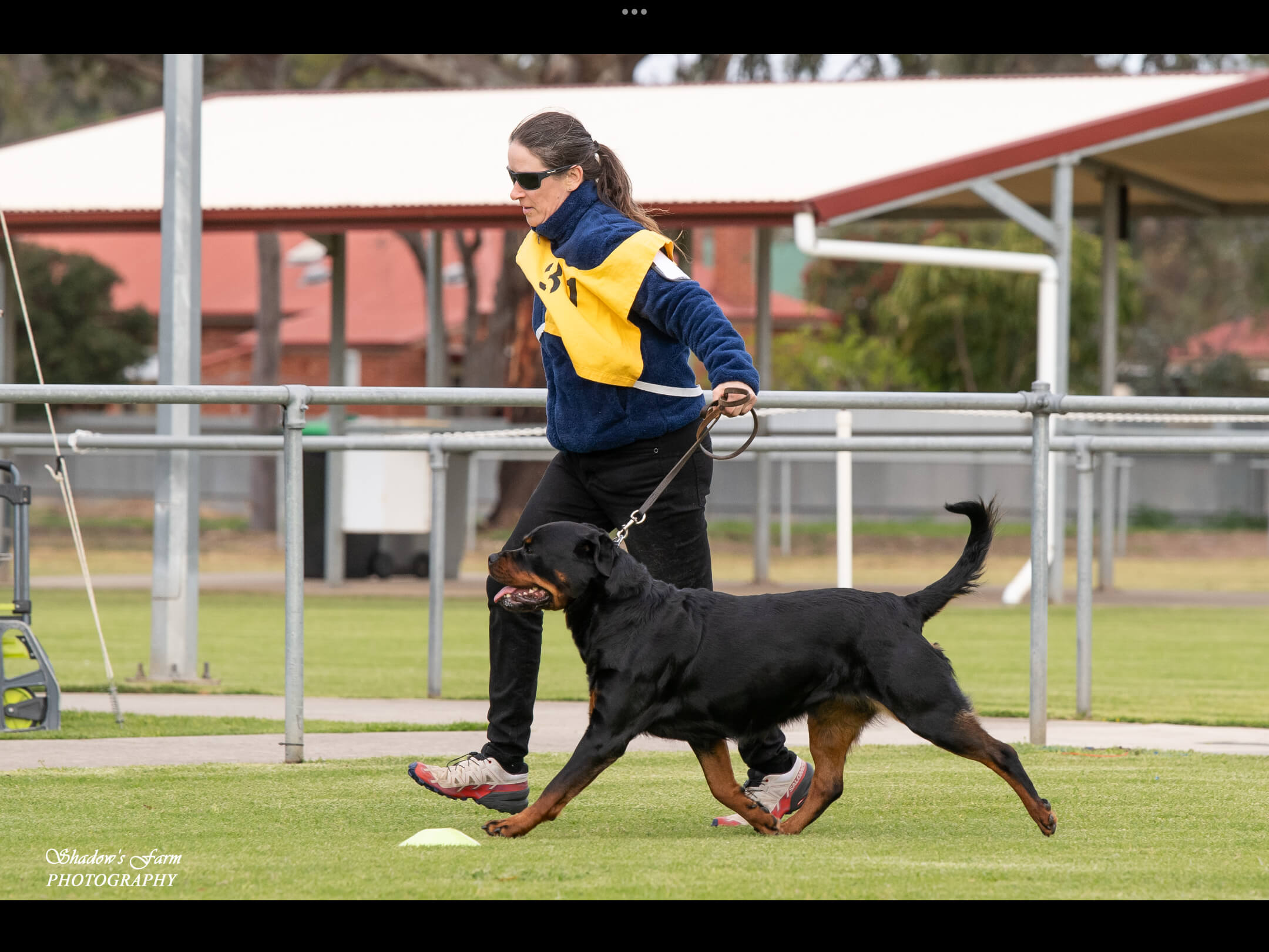 Alchemy Sex Pistols Rottweiler - Owned by Alchemy Rottweilers