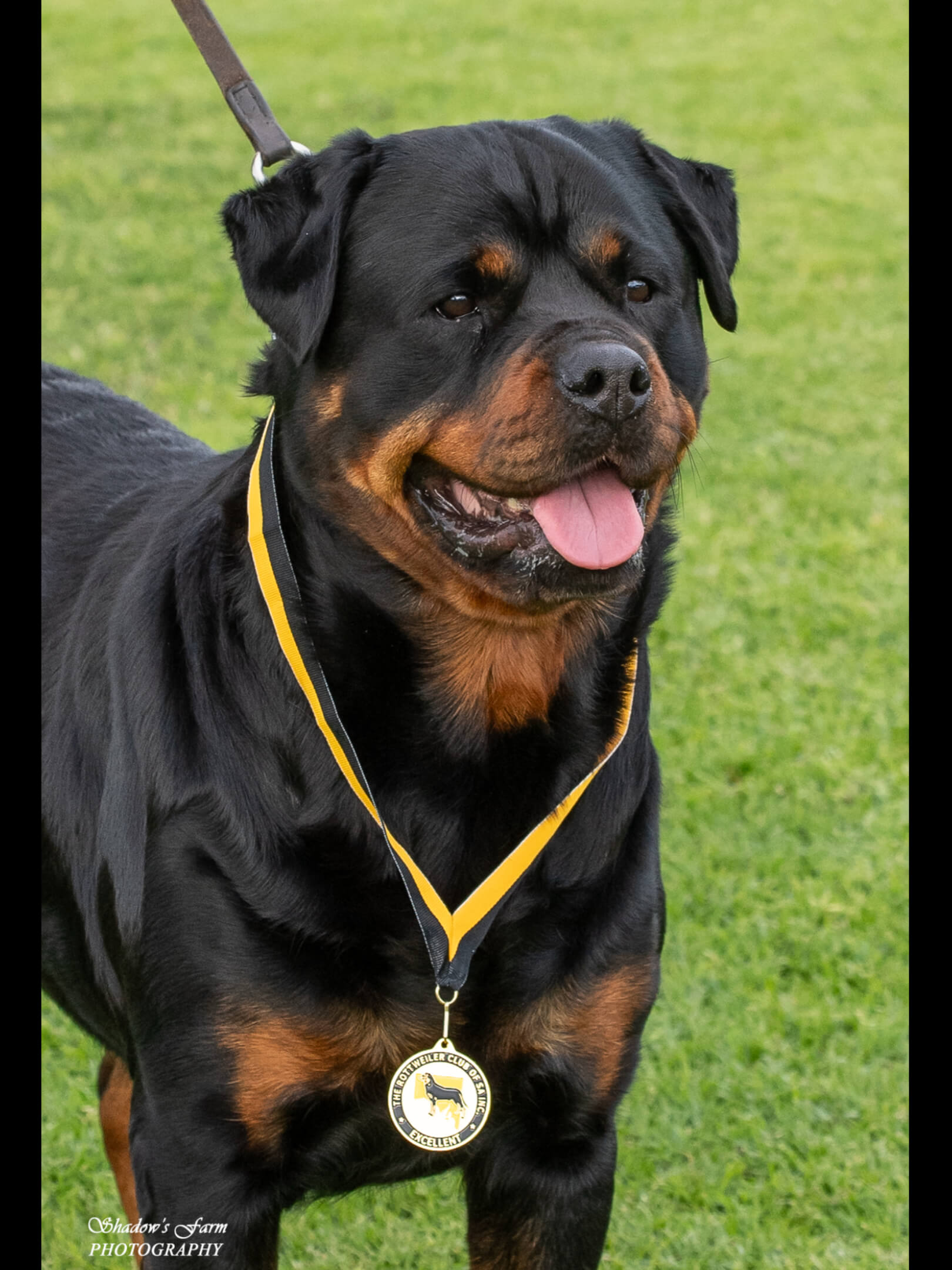 Alchemy Sex Pistols Rottweiler - Owned by Alchemy Rottweilers