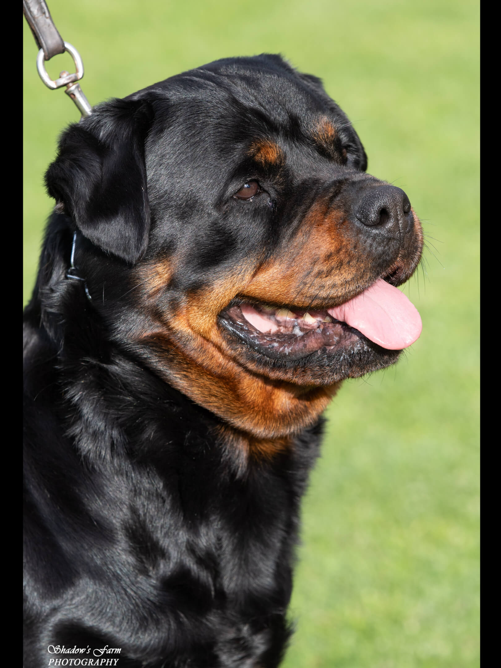 Alchemy Sex Pistols Rottweiler - Owned by Alchemy Rottweilers