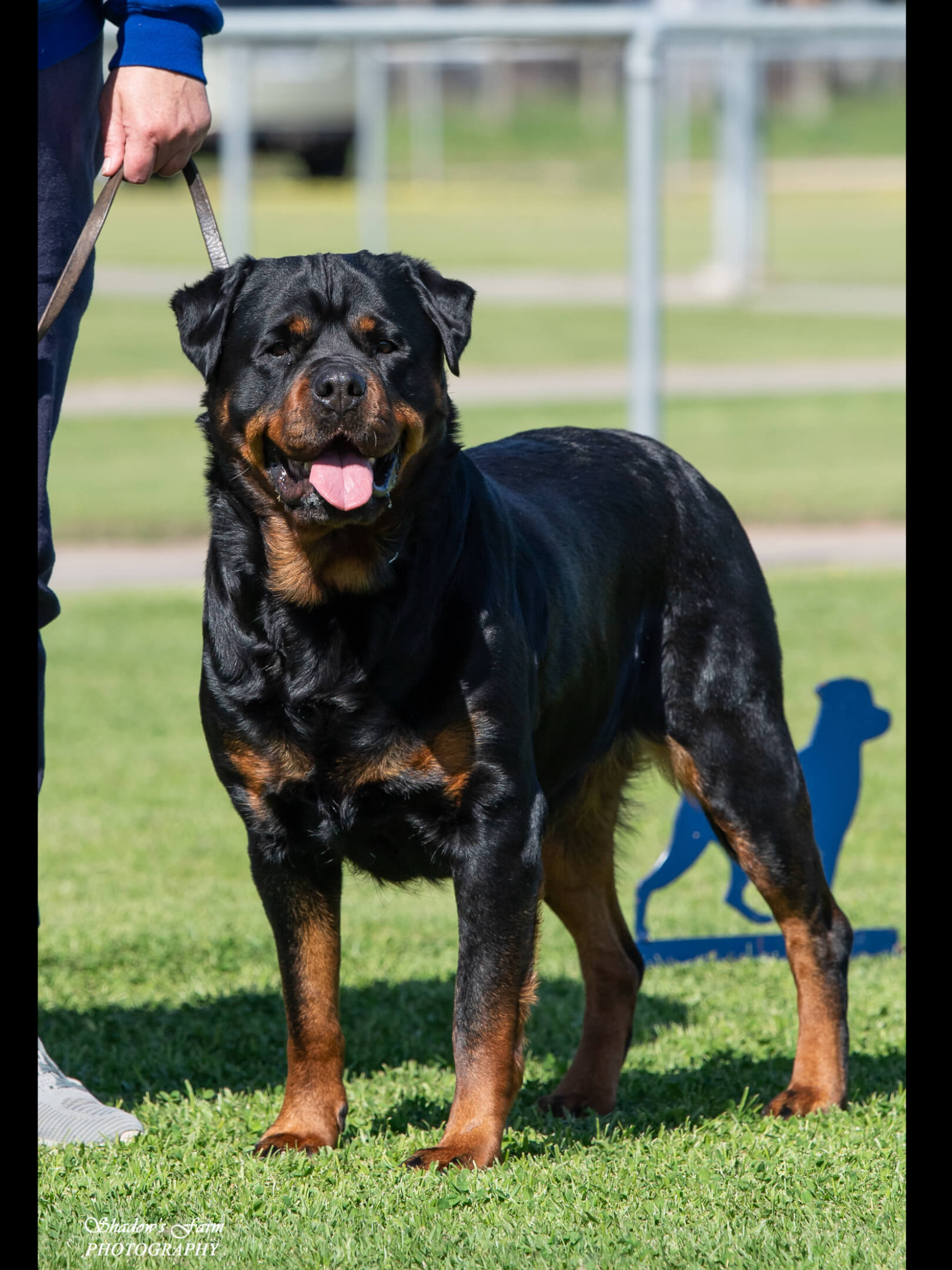 Alchemy Sex Pistols Rottweiler - Owned by Alchemy Rottweilers